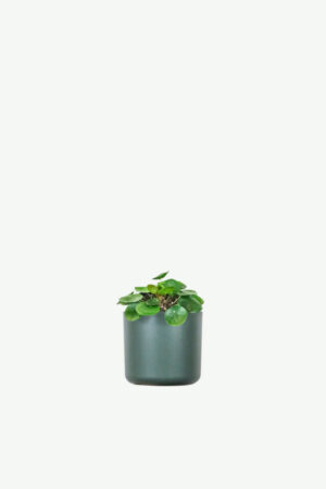 plants-ecommerce-product-featured-img-12 Peperomia Lemon Lime