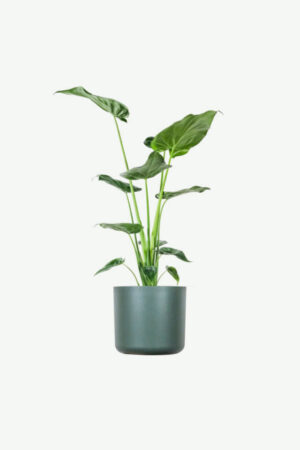 plants-ecommerce-product-featured-img-17 Alocasia Regal Shield