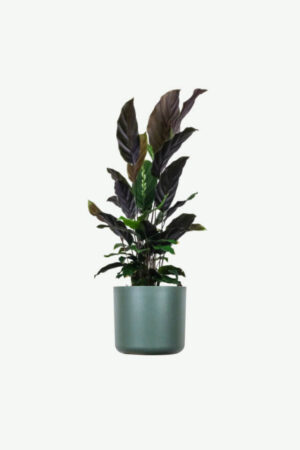 plants-ecommerce-product-featured-img-18 Calathea Rufibarba