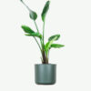 plants-ecommerce-product-featured-img-4 Bird of Paradise