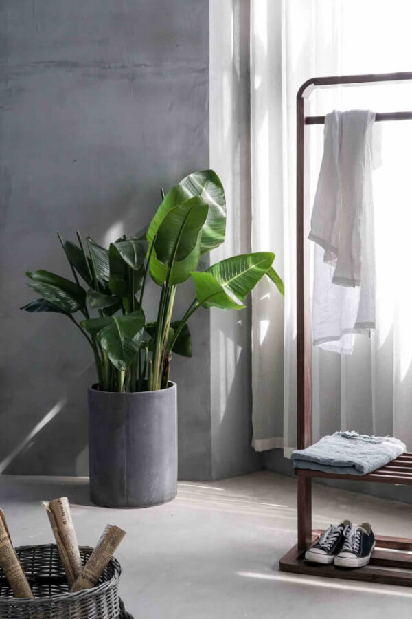 plants-shop-product-gallery-img-12 Bird of Paradise